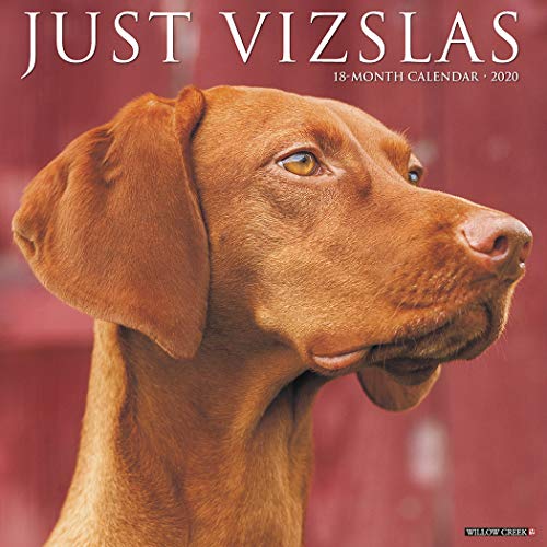 Preisvergleich Produktbild Just Vizslas 2020 Calendar