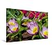 Produktbild Calvendo Premium Textil-Leinwand 120 cm x 80 cm Quer, Tulipa Bakeri Lilac Wonder | Wandbild, Bild auf Keilrahmen, Fertigbild auf Echter Leinwand. Liebenswerte Frühlingsboten Natur Natur