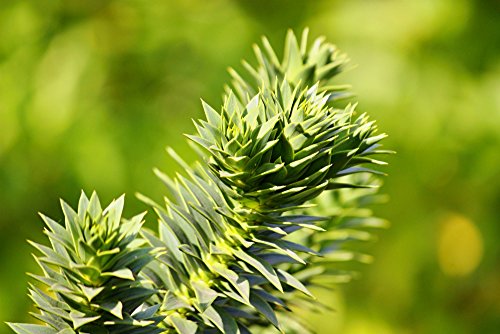 Araucaria araucana - Chilenische Araukarie - Schmucktanne - verschiedene Größen (70-80cm - 7Ltr.)