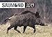 Saumond 2019 by 