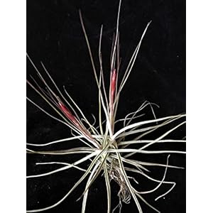 Eine Doppelpflanze Seltene Wüsten Tillandsie Schiedeana Twin mit Mehrfachstamm circa 20 cm Durchmesser