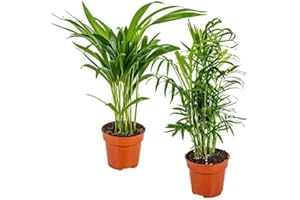 SMPLY. Pack de 2 Palmeras Naturales de Interior Areca + Chamaedorea en Maceta Ø 13 Altura 30-40 cm Decoración Hogar (no incluye maceta cerámica)