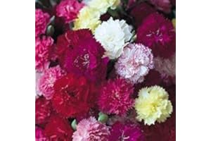 SOUTH EASTERN HORTICULTURAL Carnation 'Hardy Border Mixed' Pack x 6 Perennial Garden Plug Plants
