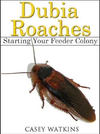 Dubia Roaches Starting A Feeder Colony Reptile Care Guides