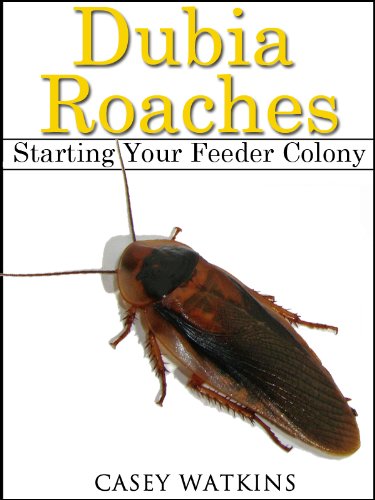 Dubia Roaches Starting A Feeder Colony Reptile Care Guides