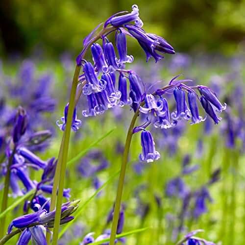 Amazon.co.uk bluebell bulbs
