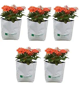 Cocogarden Large Size Poly Growbags Uv Stabilized 5 Qty [28Cms(L)X28Cms(W)X48Cms(H)(Pack of 5)