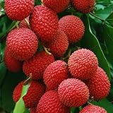 Bahan Traders Live Sweet Litchi 1.5ft Healthy & Fresh Short Time Fruit Plant with Polly Bag (Buy one Plant & get 100 pcs cott