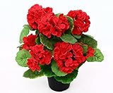 Geranien Kunstblumen im Topf 28cm hoch mit roten Blüten – Kunstpflanze künstliche Blumen Kunstblumen Blumensträuße künstlich, Seidenblumen oder Blumen aus Plastik Kunststoff - 5