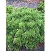 Pinus Mugo 'Pumilio' Kriech-Kiefer – Winterhart, Immergrünes Zwerggehölz 20-25 Cm Für Steingarten & Kübel