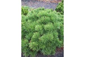 PLANTENWELT Zwergkiefer, Pinus mugo var. pumilio 25-30 cm breit im 3 Liter Pflanzcontainer