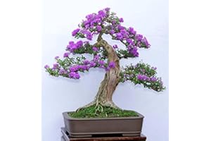 SVI 15 Samen Syringa vulgaris (Flieder Gemeinsame Lila Baum) Bonsai