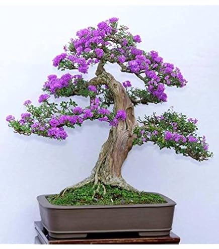 20pcs/bag Paulownia seeds, bonsai seeds, very simple plants, Limited sent  gift : Amazon.de: Garden