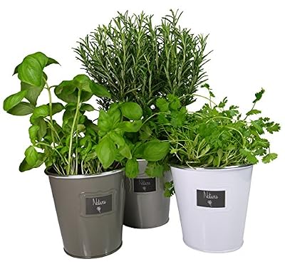 khevga Lot de 3 pots à herbes aromatiques en métal