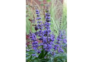 PLANTENWELT WIESMOOR Mönchspfeffer Vitex agnus castus 40-60 cm hoch im 5 Liter Pflanzcontainer