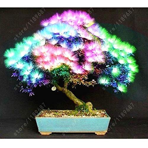 Portal Cool Burgundy: 20 Pcs/Bag Acacia Tree Seeds Bonsai Flower Seed Perennial Indoor Plant for Home