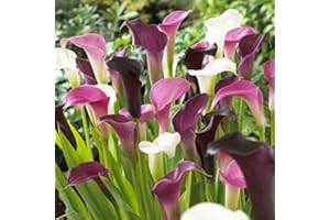 BLUE MAGIC DESIGN 1 Mixed Colour Calla Lily Lilies Perennial Gardening Summer Flower Bulb Corm