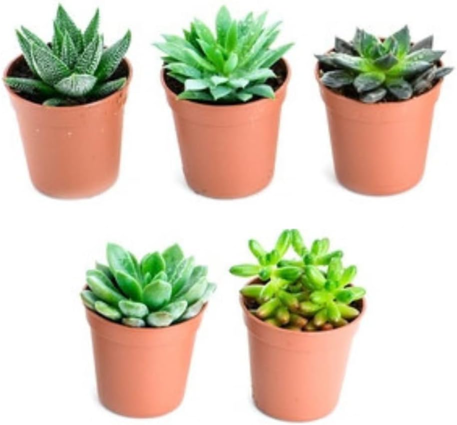 Verdecora Pack de Cactus o Crasas | Cactus y suculentas Planta natural viva de interior en maceta de Ø5cm | Plantas pequeñas y fáciles de cuidar | Envío de surtido variado (5 Crasas/Suculentas)