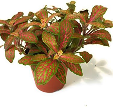 Fittonia Plant in a 8cm Pot x 1 Mosaic Plant