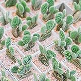 Tipo de producto: Bonsai, Cantidades: 100 unids / bolsa, Tiempo de germinación: 10-15 días