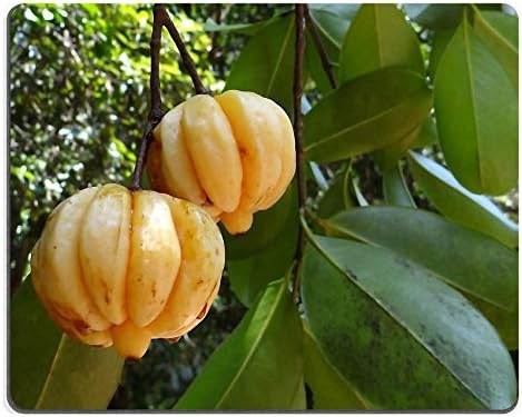 Jun xt Mousepad Garcinia Cambogia Malabar Tamarind Natural Rubber Material Image 342759