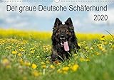 Der graue Deutsche Schäferhund (Wandkalender 2020 DIN A3 quer) by