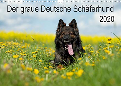 Der graue Deutsche Schäferhund (Wandkalender 2020 DIN A3 quer)