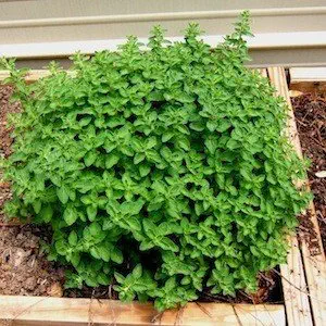 Go Green Organo Imported Herb from Italy-40 Seeds