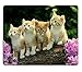 Produktbild Kitten Flower Cute Funny Group Cat Animal Pet Mouse Pads Customized Made to Order Support Ready 9 7/8 Inch (250mm) X 7 7/8 Inch (200mm) X 1/16 Inch (2mm) High Quality Eco Friendly Cloth with Neoprene Rubber Luxlady Mouse Pad Desktop Mousepad Laptop Mousepads Comfortable Computer Mouse Mat Cute Gaming Mouse pad