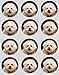 Produktbild 12 Bichon Frisé Hunde Design Reispapier Fee / Törtchen 40mm Toppers vorgestanzt Dekoration