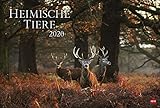 Heimische Tiere. Wandkalender 2020. Monatskalendarium. Spiralbindung. Format 58 x 39 cm by