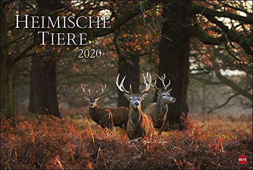 Heimische Tiere. Wandkalender 2020. Monatskalendarium. Spiralbindung. Format 58 x 39 cm