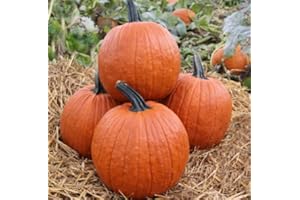 ROOT SOURCE Large Pumpkin Plug Plants "Grow Your Own" Fruit 'Ready to Plant Now' Young Vegetable Plants (3, Large)