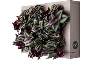 Ortisgreen HOH! de, Tableau Végétal Mural, Pot pour Plantes Mural a Suspendre, Support Mural pour Plantes, Décoration Murale, Couleur Gris, Matière Plastique ABS, Substrat Naturel et Guide Illustré