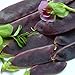 Produktbild Portal Cool Schnee-Erbsen - Shiraz - 240 Samen [.Red-weinrot, Wohnung, Mangetout Zucker-Pods]