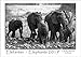 Elephants / Elefanten 2019: A3 Schwarz-Weiß-Wandkalender der faszinierenden Elefanten Afrikas. DIN A3 Querformat: 42x29 cm. by 