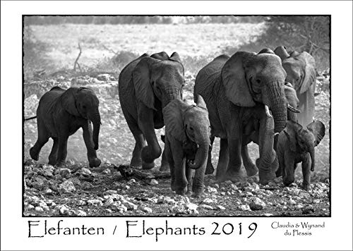 Elephants / Elefanten 2019: A3 Schwarz-Weiß-Wandkalender der faszinierenden Elefanten Afrikas. DIN A3 Querformat: 42x29 cm.