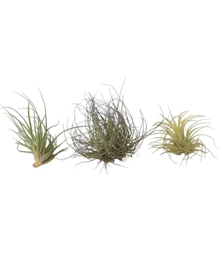 PLANDAIRE Tillandsia Ionantha Scaposa IR Plante Sans Terre Vivante