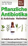 Image de Pflanzliche Antibiotika & Antivirale Heilmittel: Sanfte Heilung aus der Natur (Inkl. Grund