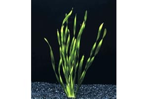 AQUAPLANTS Diverses espèces de Vallisneria X 5 - plante vivante pour aquarium