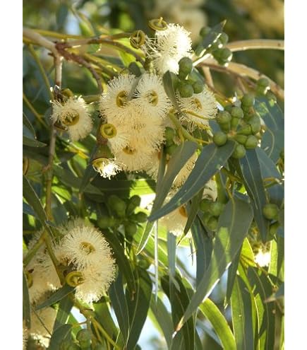 Regenbogenbaum - Eucalyptus deglupta (Bonsai geeignet)- 1000 Samen - :  Amazon.de: Garten