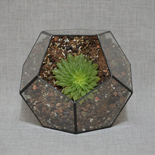 Mini Glas Terrarium Geometrisches Glas Sukkulente Pflanzen Pflanzgefäß Deko – 15 x 15 x 15cm - 7