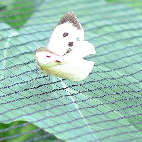 Heavy Duty Soft Flexible Butterfly Brassica Crop Protection Netting Insect Garden Mesh Netting 5mm x 7mm - Many (Soft Butterfly Protection Netting 3m x 4m)