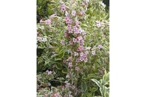 PLANTENWELT WIESMOOR buntblättrige Weigelie Weigela florida Nana Variegata 40-60 cm hoch im 3 Liter Pflanzcontainer