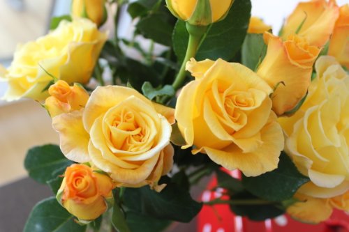 Rose Gelber Duft - Kräftige Pflanze im 6lt Container