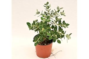 MONDOPIANTE Pianta Metrosideros Aureomarginato Vaso 18cm,Altezza 35/45cm