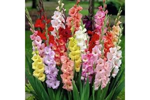 FLORIANA-BULBOSE Bulbos de Flores - Gladiolos - Gladiolus (10 X Gladiolos en mezcla - Gladiolus MIX)
