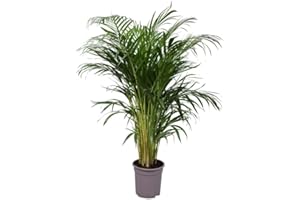 C.B. Plants Dypsis lutescens Areca Palm Tree | Air-Purifying Indoor Potted House Plant for Home or Office 125cm Tall