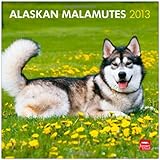 Alaskan Malamutes 2013 - Original BrownTrout-Kalender by
