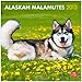 Alaskan Malamutes 2013 - Original BrownTrout-Kalender by